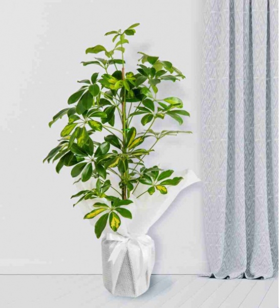 Schefflera (Şeflera) Bitkisi